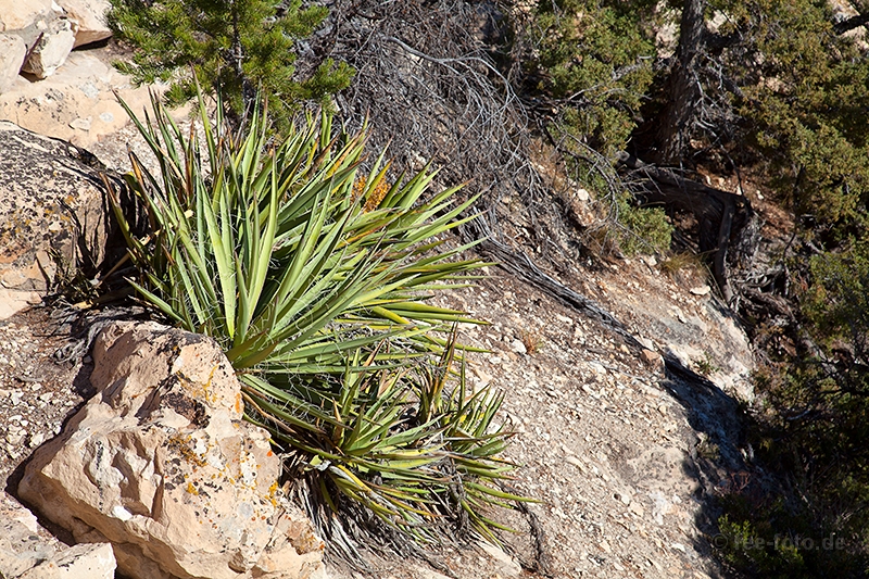 Prachtvolle Jucca´s